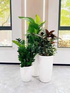 了解余姚花卉租摆公司，解锁绿植新体验><div class=